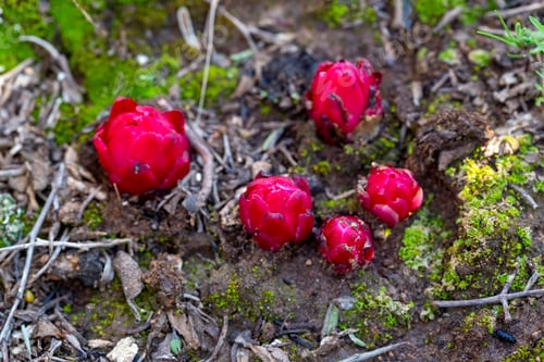 Preview: Cytinus ruber, The flowers each have four petals