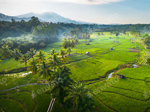 Preview: Beautiful morning view indonesia panorama landscape paddy fields