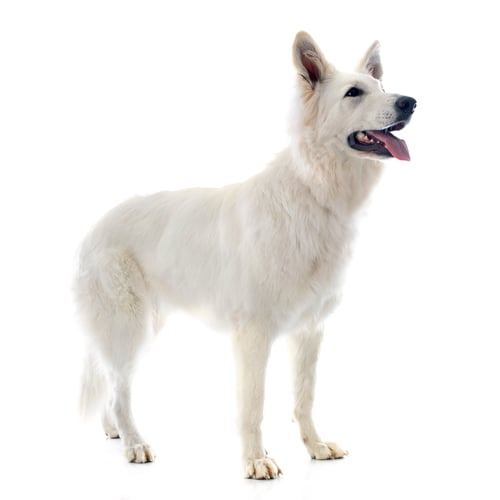Preview: Swiss shepherd