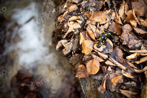 Preview: Adult fire salamander moving slowly near water stream in autumnal forest