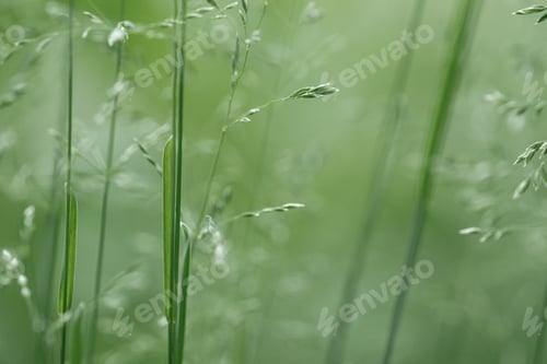 Preview: Green grass background