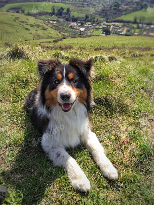 Preview: Australian shepherd dog portrait