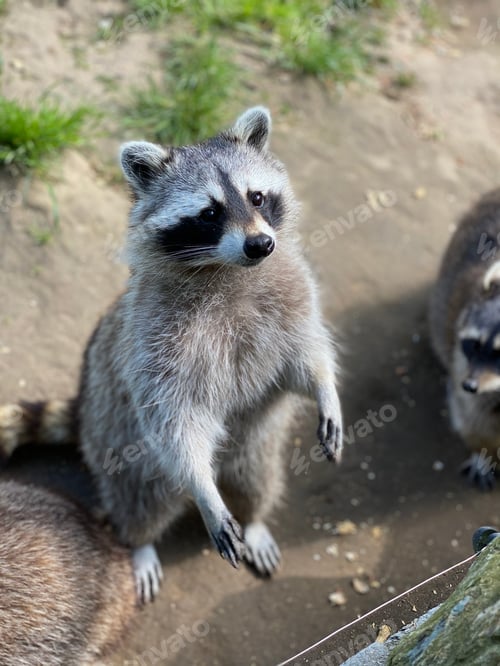 Preview: Cute racoon