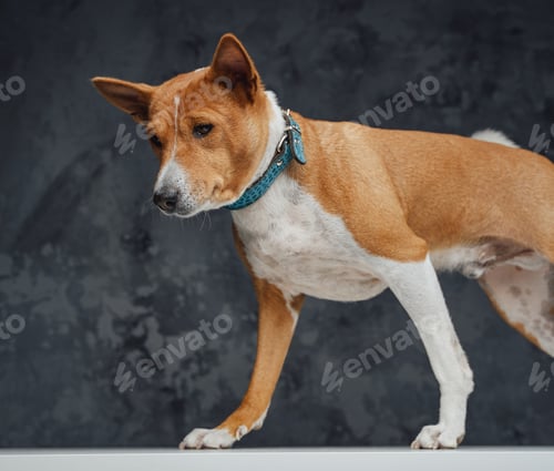 Preview: Basenji breed dog with orange fur against dark background