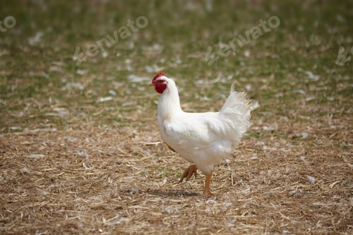 Preview: Chicken walking in yard