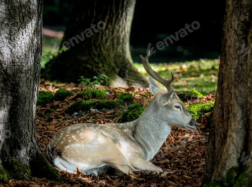 Preview: Male fallow deer browsing in the forest