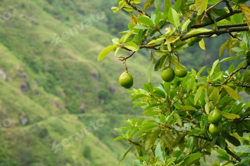 Preview: Fresh avocado. Local food. Agriculture