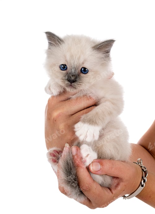 Preview: birman kitten in studio