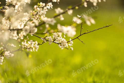 Preview: Beautiful white butterfly in flight and flowers with soft focus. Branch blossoming cherry in spring.