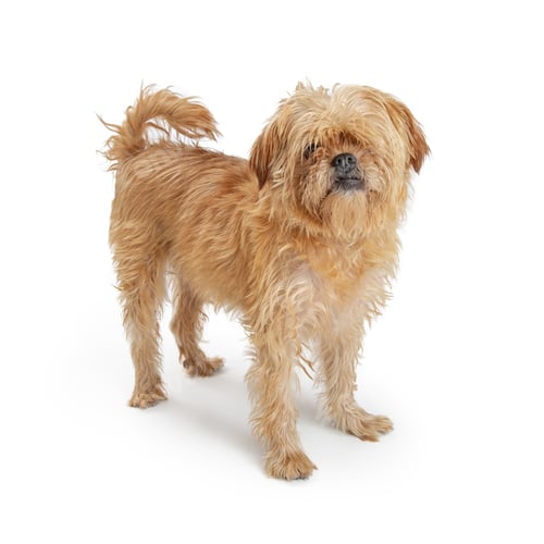 Preview: Shaggy Brown Terrier Dog Standing on White