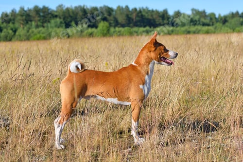 Preview: Basenji or African Bush Dog