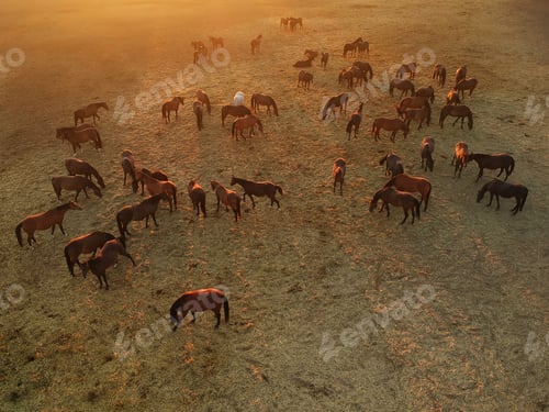 Preview: Aerial view of group of horses. Herd of young horses running, top view.