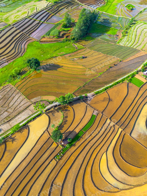 Preview: indonesia beauty landscape paddy fields in north bengkulu natural beautiful morning view from asia