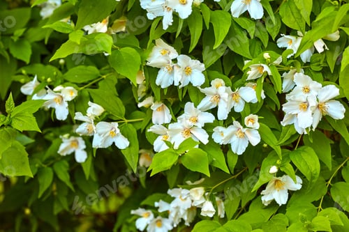 Preview: Beautiful flowers in my garden. A series of beautiful garden photos.
