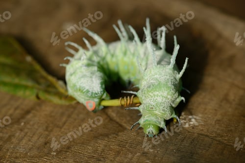 Preview: Large green caterpillar of the Cobra moth (Attacus atlas) with spiny texture