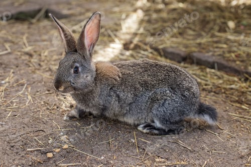 Preview: Gray rabbit resting on ground in a barn during daylight