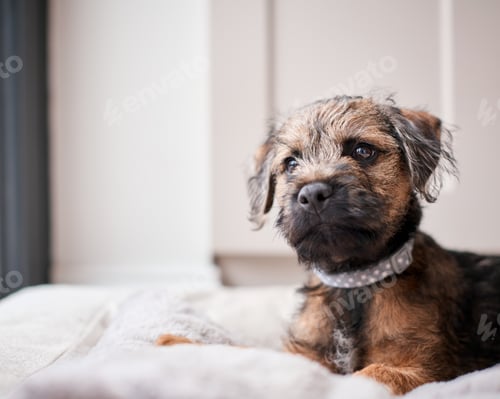 Preview: Cute Border Terrier Puppy Lying In Dog Bed At Home