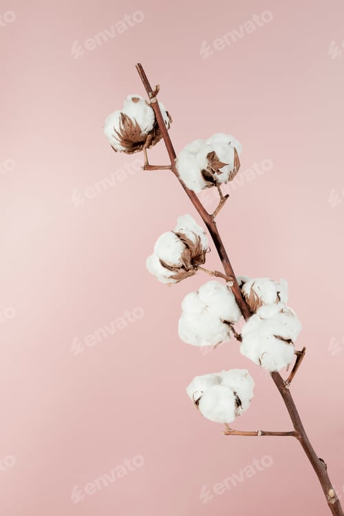 Preview: Dried natural cotton branch isolated on pink background