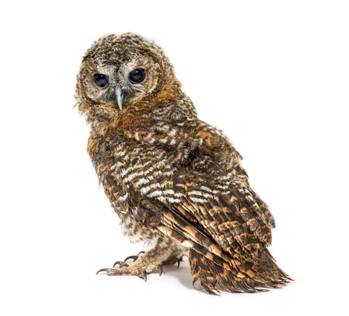 Preview: Rear view of a One month old Tawny Owl, Strix aluco, isolated