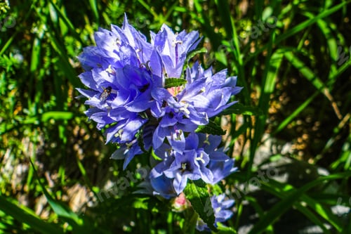 Preview: Closeup shot of a Campanula cervicaria in a forest during the day