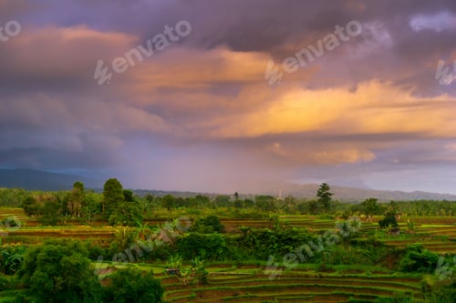 Preview: Beautiful morning view indonesia Panorama Landscape paddy fields with beauty color