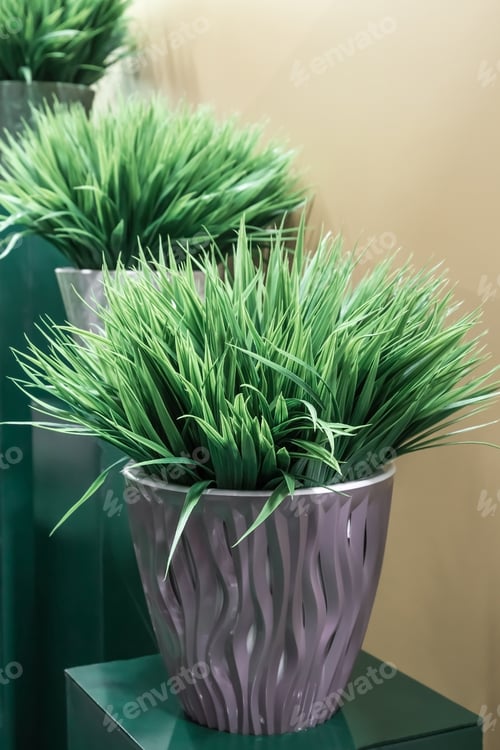 Preview: Indoor house plants on the podium in the interior in green tones. Home decor on a pedestal