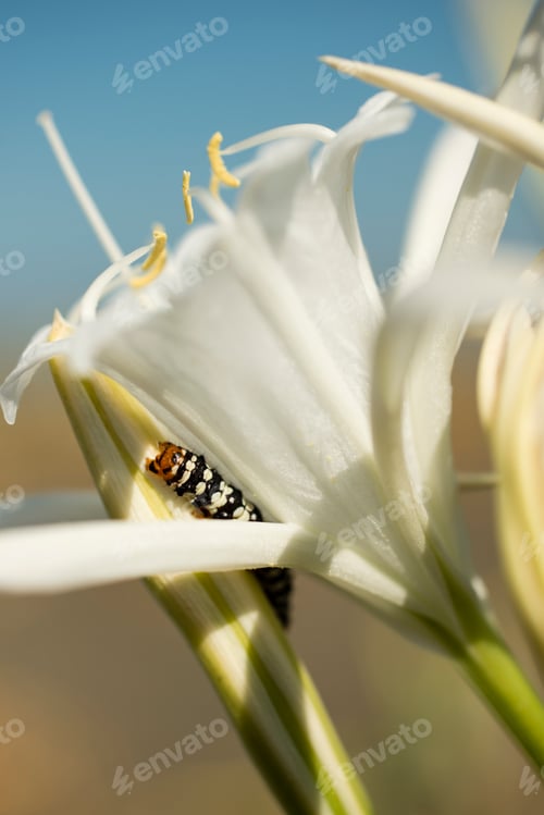 Preview: Caterpillar on sea daffodil