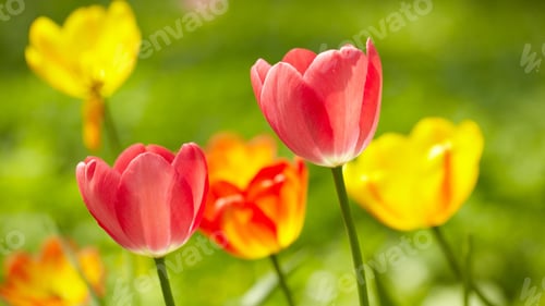 Preview: Tulips, petal, lovely, wallpaper, background