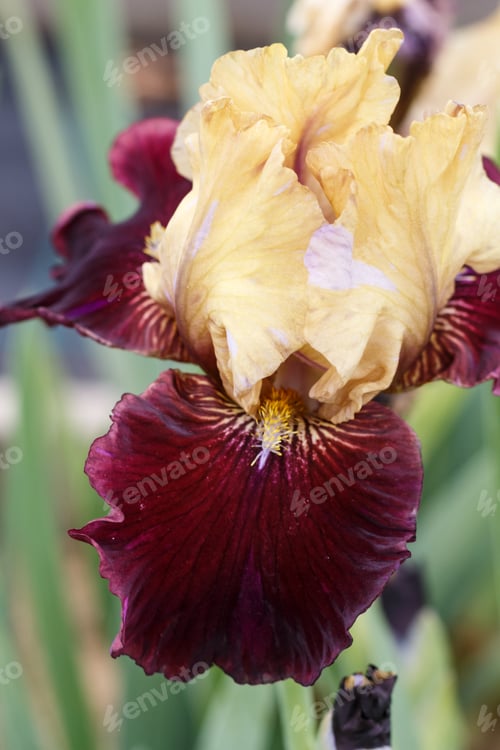 Preview: Beautiful multicolored iris flower.