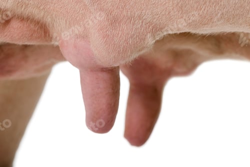 Preview: Close-up of Holstein Cow udders, 5 years old against white background