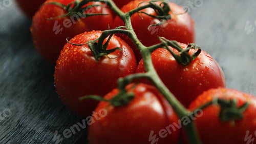 Preview: Twig with ripe red tomatoes
