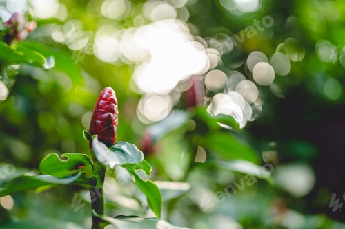 Preview: nature green plant in home garden, summer spring flower and growing floral leaf in environmental