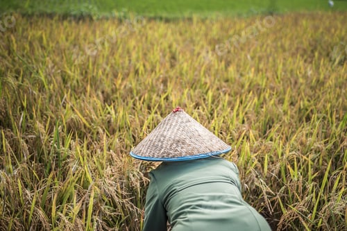 Preview: Farmers working in a rice paddy field, Bukittinggi, West Sumatra, Indonesia, Asia, background with c