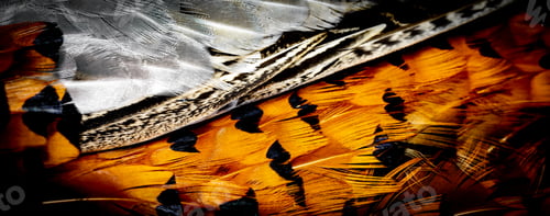 Preview: colored pheasant feathers with a visible texture. background