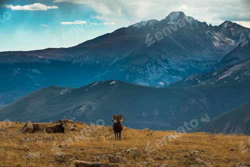 Preview: Wild Bighorn sheep Ovis canadensis Rocky Mountain Colorado
