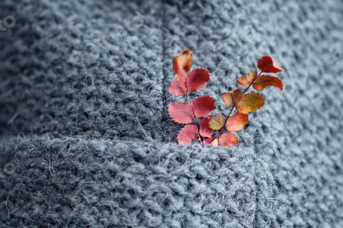 Preview: Autumn red leaves in the pocket of a gray knitted jacket. Detail of warm woolen clothing close-up.