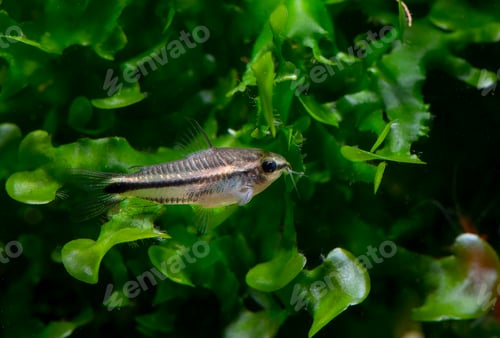 Preview: Small goat fish stay on aquatic plant in fresh water aquarium tank