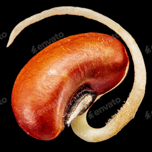 Preview: Germinated seed, young sprout, isolated on black background