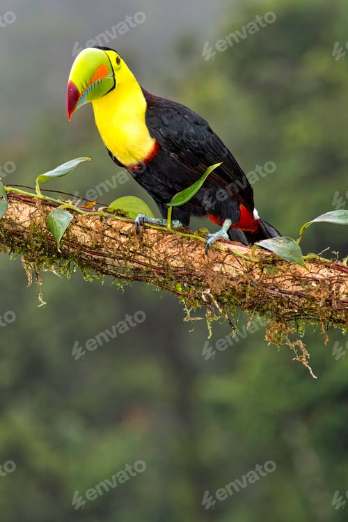 Preview: Keel-billed Toucan, Sulfur-breasted Toucan, Rainbow-billed Toucan, Tropical Rainforest, Costa Rica