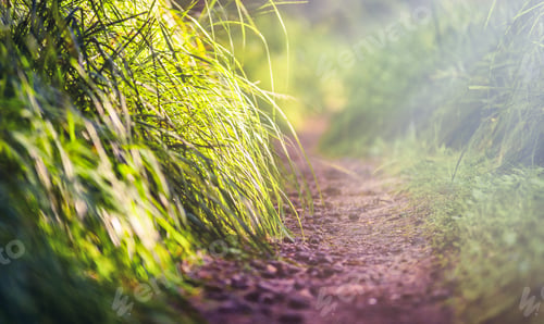 Preview: Line path in forest close up, ecology nature macro