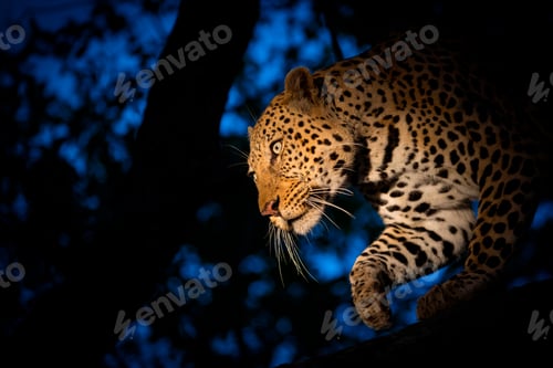 Preview: A leopard, Panthera pardus, climbing down a tree at night time, lit up by a spotlight, looking away