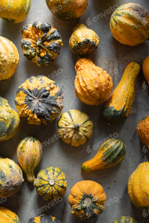 Preview: Background of mini decorative pumpkins