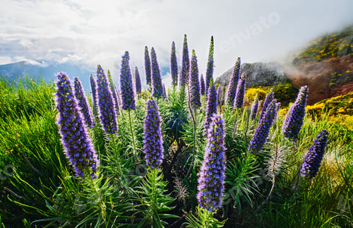 Preview: Madeira landscape with Pride of Madeira flowers and blooming Cytisus shrubs, Portugal