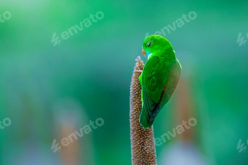 Vorschau: Ruhiges Grün