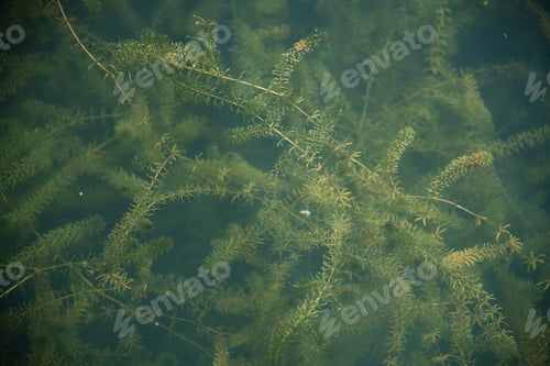 Preview: nature swamp field of green algae plant bloom, Scientists are developing research on algae