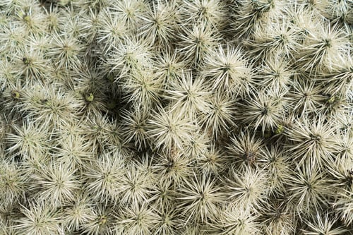 Preview: Bunch of prickly cactus