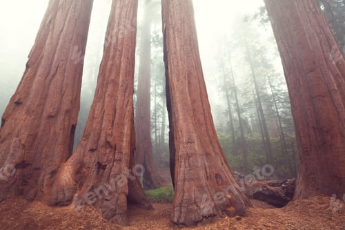 Preview: Sequoia