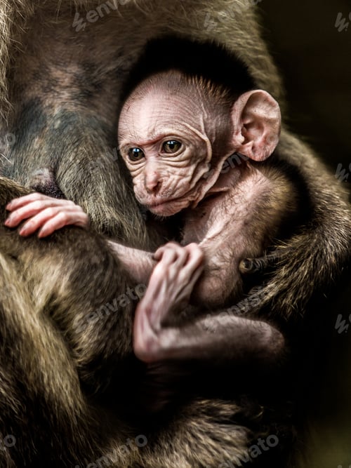 Preview: Baby monkey - Macacus mulatta also called the rhesus monkey
