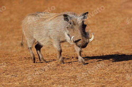 Preview: Warthog in natural habitat - South Africa
