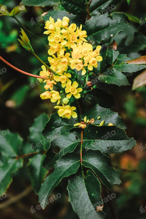 Preview: Yellow flowers Oregon Grape Plants among green glossy leaves